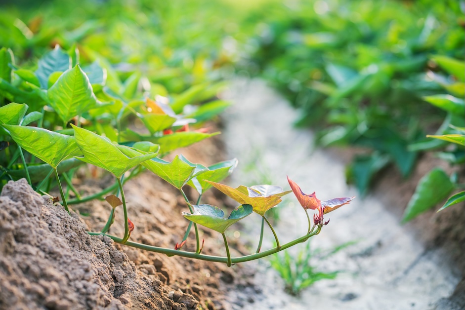 North Carolina Sweetpotato Commission elects 2026 officers, honors Dr. Craig Yencho