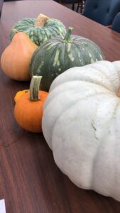 Variety of pumpkins