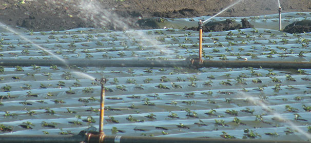 California growers brace for dry year