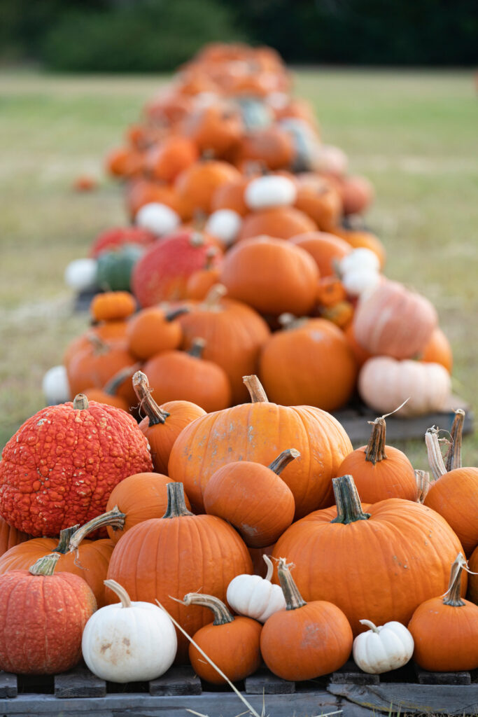 Texas pumpkin growers wrap up season