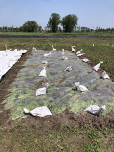 Clear greenhouse plastic secured with buried edges and sandbags for solarization