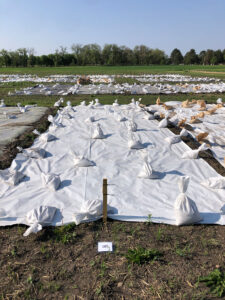 White side up silage tarp secured with sandbags for occultation