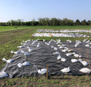 Black side up silage tarp secured with sandbags for occultation