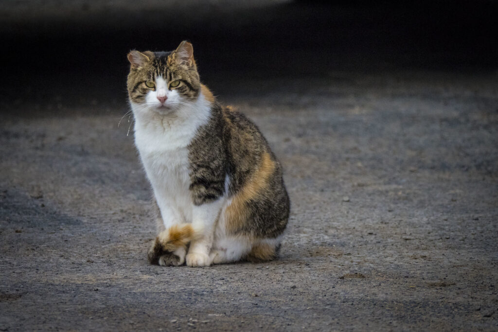 Cats on produce farms pose specific food safety threats