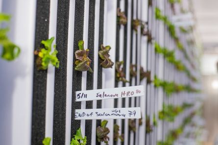 Plants grow in vertical rows in the converted, high-tech shipping container. (Auburn University)
