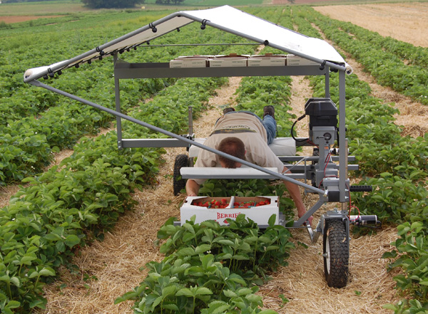 Picking Assistant Eases Labor with Innovative Vegetable Automation Systems