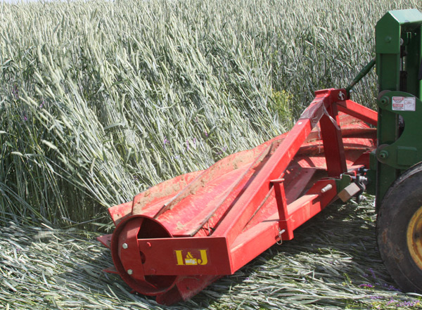Roller-crimper can aid no-till vegetable system