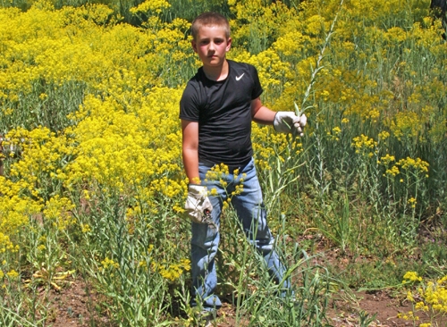 Paul Stapleton, 10, clearing invasive Dyer's woad. Paul Stapleton, 10, clearing invasive Dyer's woad.