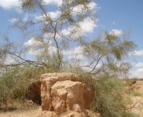 salt-cedar-Wikimedia-commons salt-cedar-Wikimedia-commons