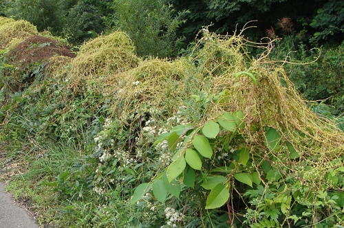 Dodder Dodder