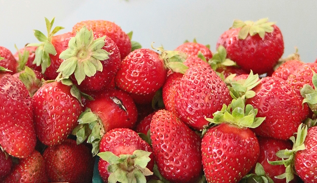 Fresh organic strawberries are harvested by hand and packed into 1-pound plastic containers. Fresh organic strawberries are harvested by hand and packed into 1-pound plastic containers.