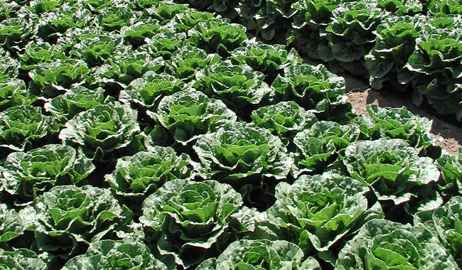 Romaine is rotated with other lettuce and cool season vegetable crops to assist with pest management and soil fertility. Romaine is rotated with other lettuce and cool season vegetable crops to assist with pest management and soil fertility.