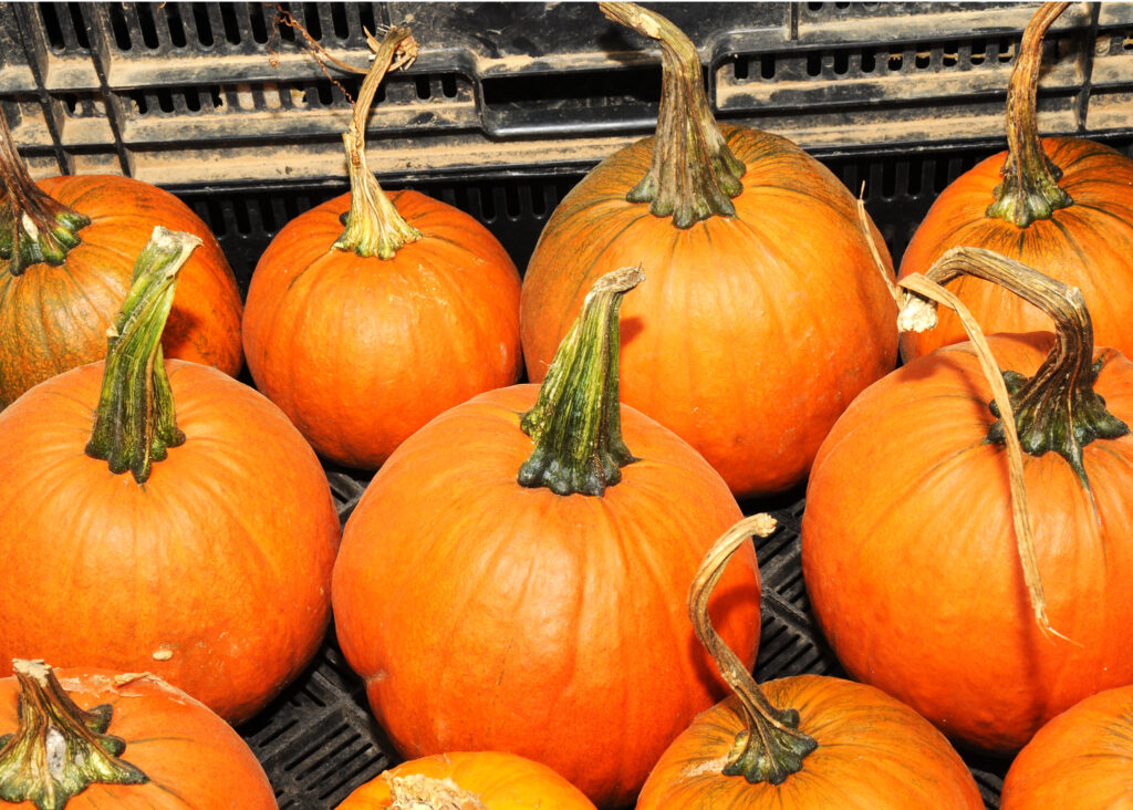 Value of Texas pumpkin production surpassed other states at $25.9M in 2020