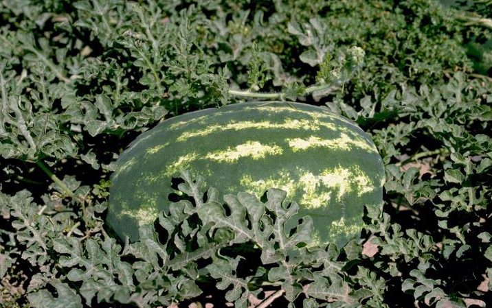Watermelon production management: tips for growers