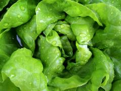 Vegetable surfaces contribute to foodborne illness