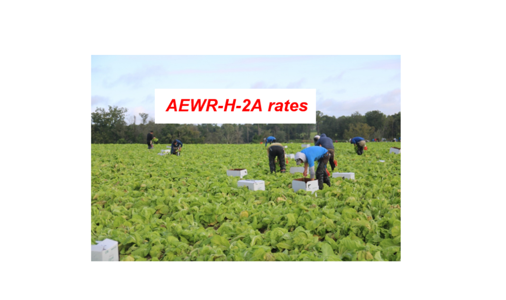Georgia growers bracing for 9% AEWR rate increase