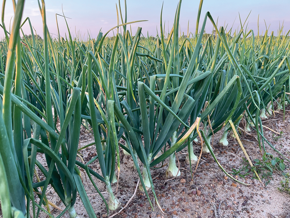 New Syngenta foliar insecticides garner EPA approval