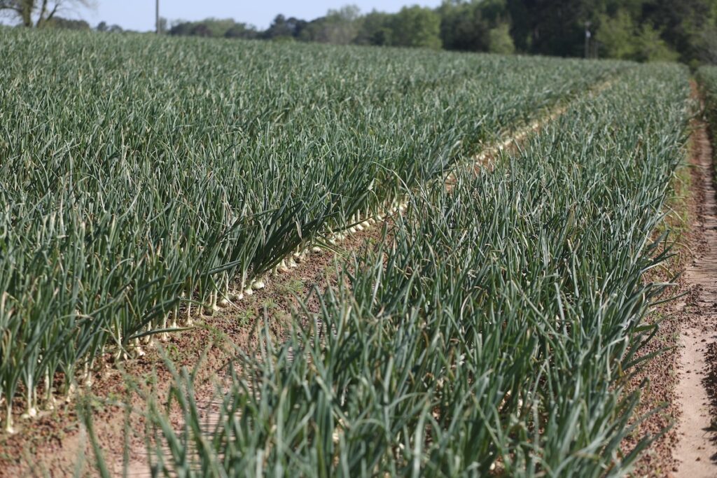 Bravo! G&R Farms brings national sustainability award home to Georgia