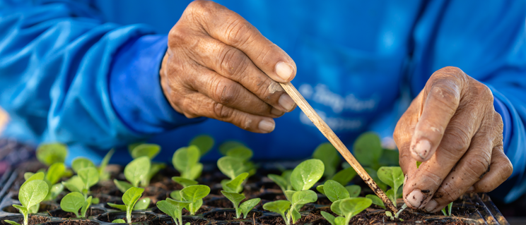 APHIS extends comment period on five-year plan