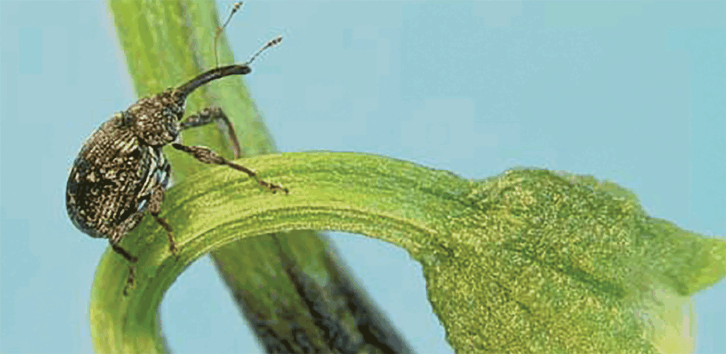 Pepper weevil: Southern pest that can hitch a ride north