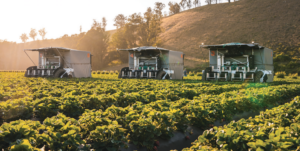 Advanced.farm automatic strawberry harvesters.