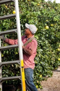 ‘Emergency’ processing of ag worker visas sought