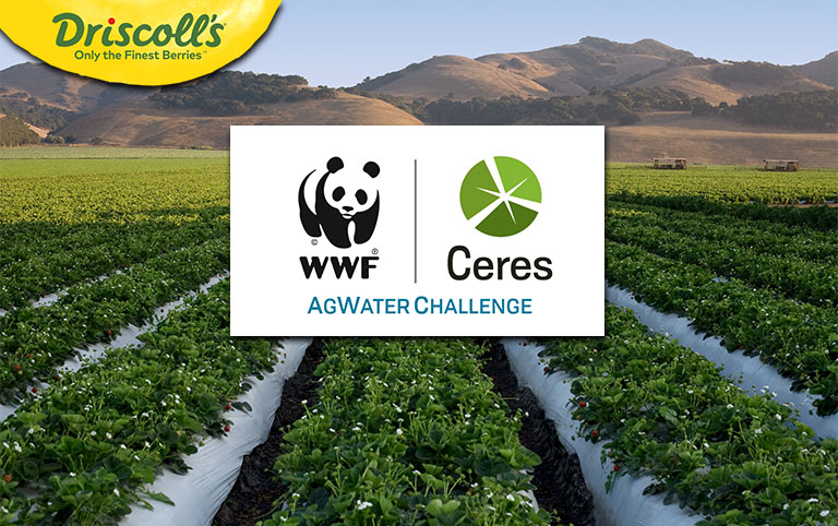 AgWater Challenge embraced by Driscoll’s