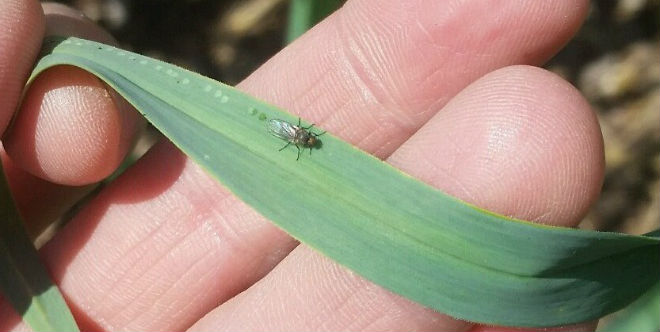 Allium leafminer damage seen in Pennsylvania onions and garlic