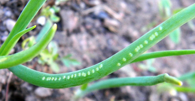 Growers urged to be on lookout for invasive onion pest
