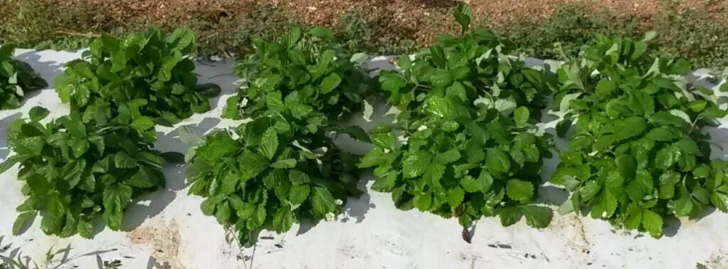 Researchers find aromatic strawberry variety grows in south Florida