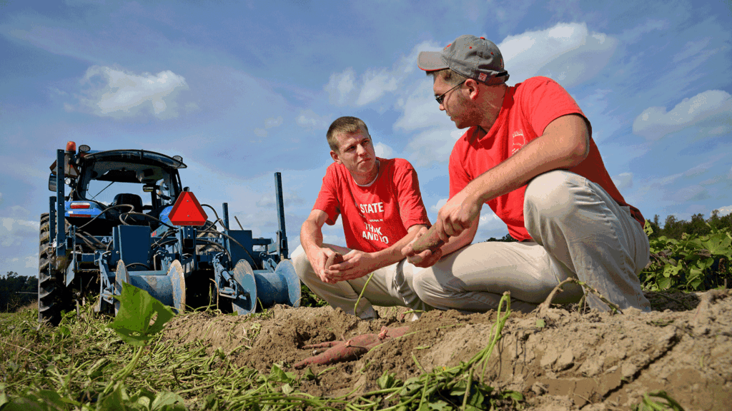 NC State alumnus evaluates crop varieties at Bayer Crop Science