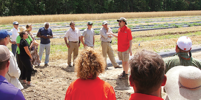 Cantaloupe diseases present differently than in watermelon