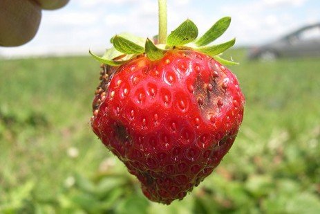 Anthracnose on strawberries increasingly problematic in Mid-Atlantic