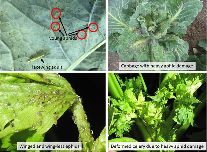 Learn about aphid management in vegetable crops
