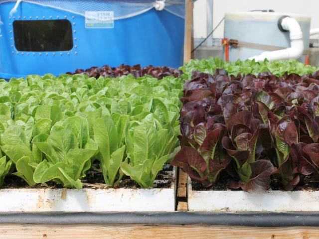 Hydroponics and aquaponics topic of free Ohio State workshop