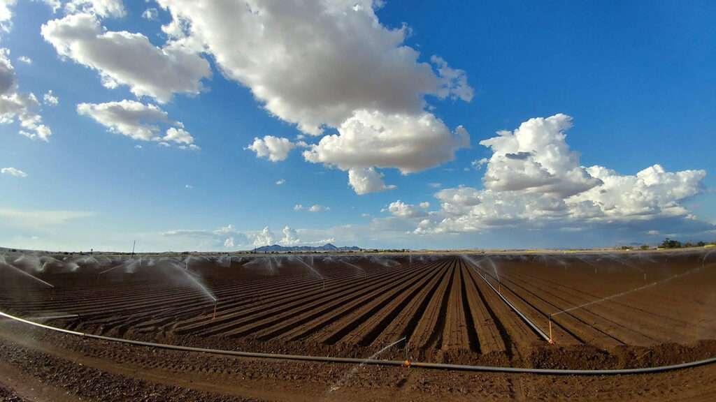 Arizona LGMA members using updated food safety practices