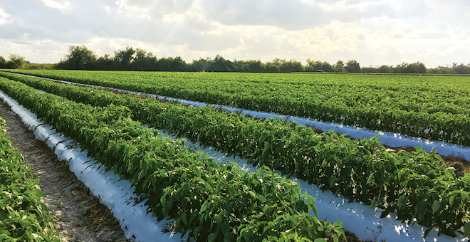 Niche peppers, packinghouse boost Ark Foods’ ascent