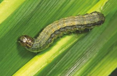 Looking Ahead: How to Control Worms in Sweet Corn
