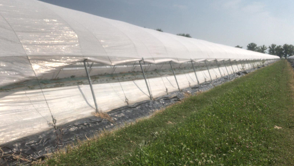 Melon and watermelon: Less water consumption, better uniformity of plants