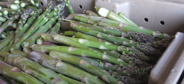 Cool asparagus as quickly as possible once harvested