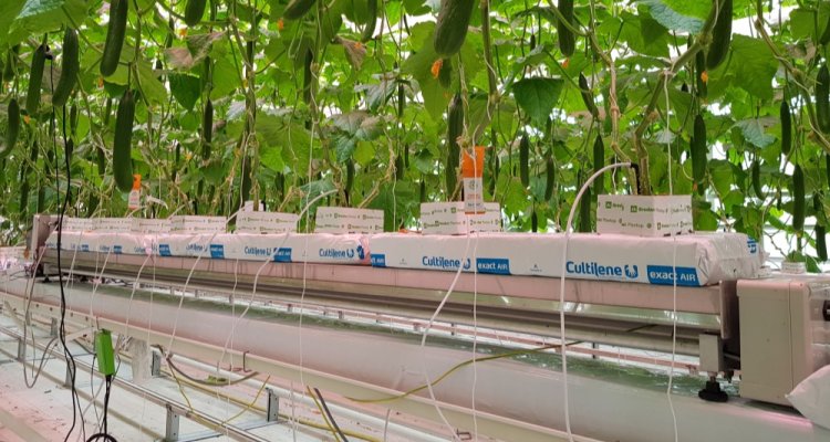 Cucumber growers share their vision on autonomous greenhouse cultivation