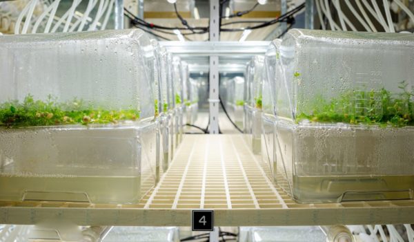 Botanical Solution partnership to ramp-up vaccine ingredient