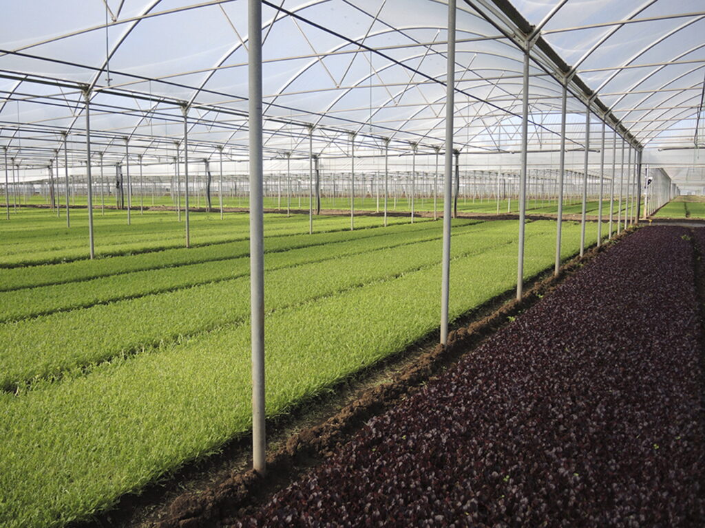 Why have so many new diseases developed in the bagged salads sector?