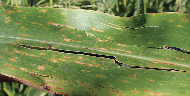 Midwest growers fight bacterial leaf streak