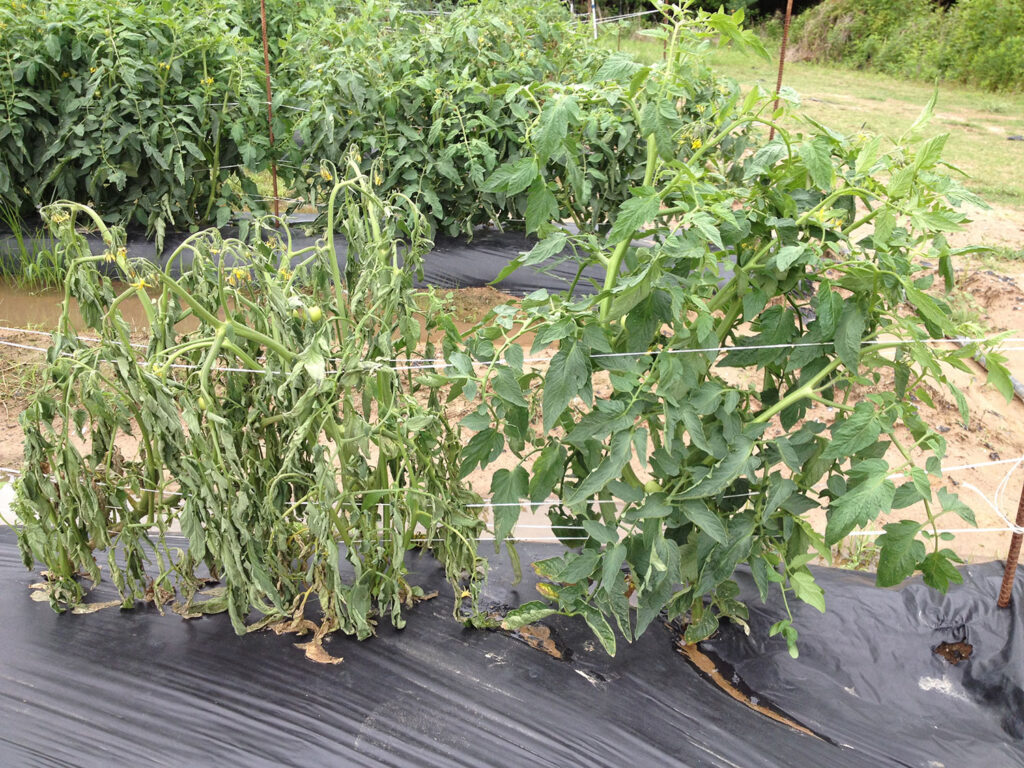 Southern bacterial wilt now a problem in Louisiana vegetables