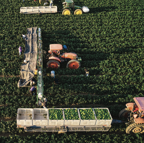 Baloian Farms bell pepper harvest