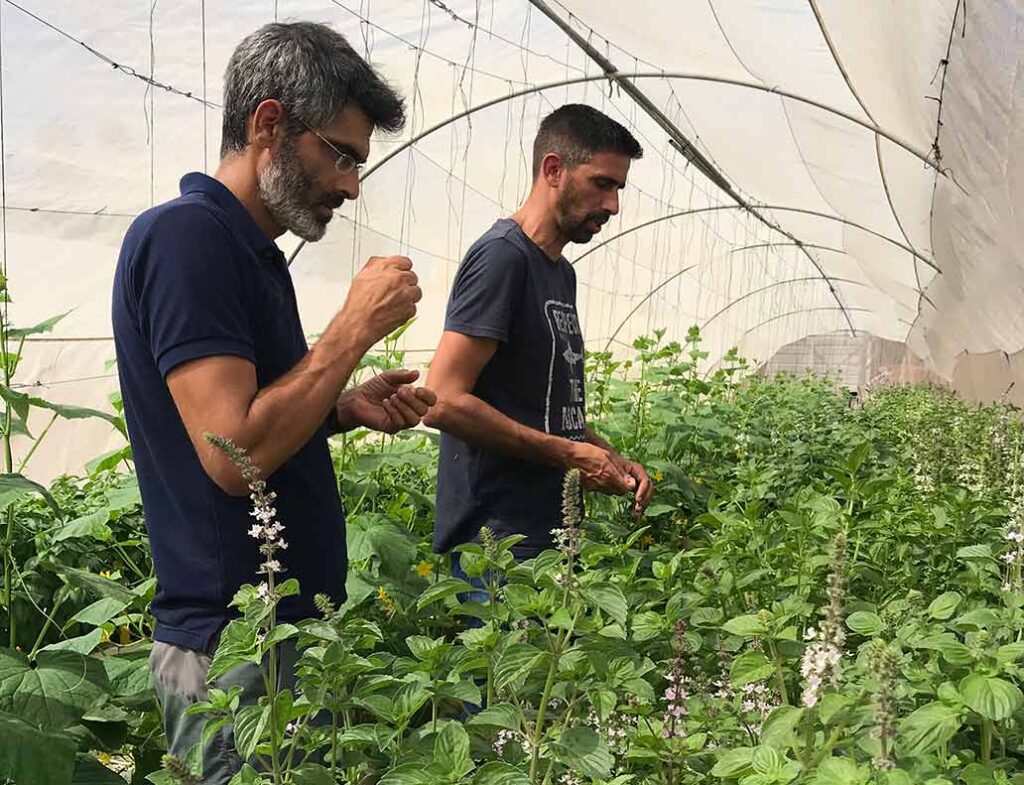 Johnny’s connects with a phytopathologist, a basil grower and a breeder