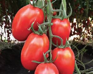 Bayer roma tomatoes