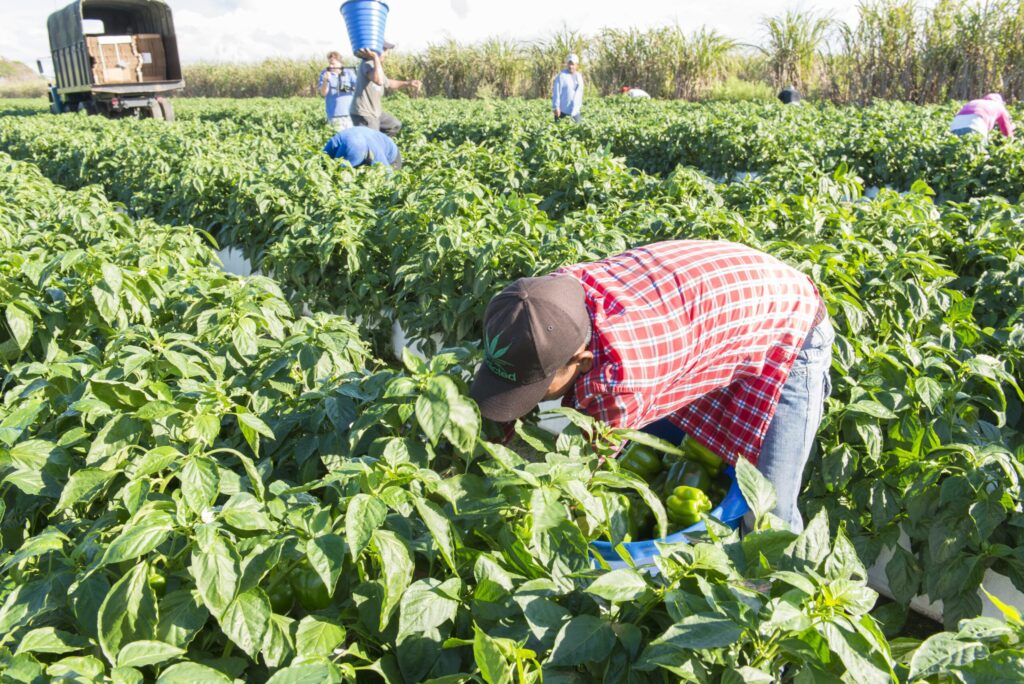 Bedner Growers: Popular South Florida agritourism, farm market destination