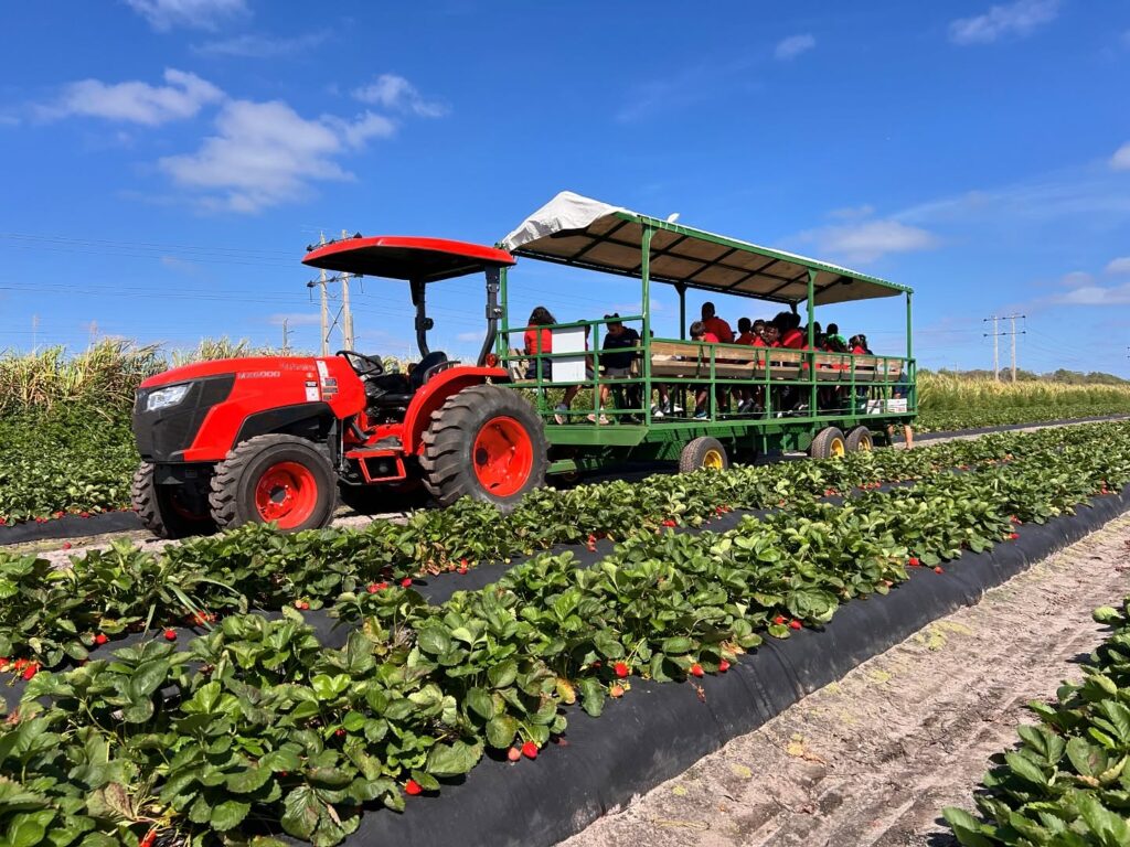 Tractor pulling people participating in Bedner's agritourism in a strawberry field.